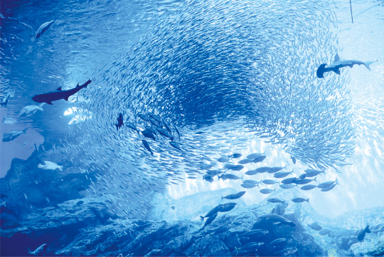 魚の群れ